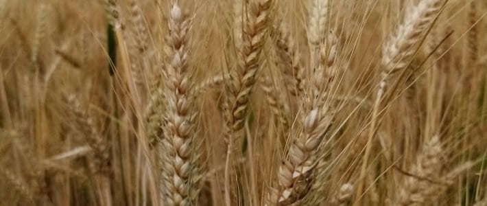 Transition alimentaire